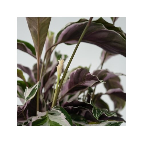 Zimmerpflanze Korbmarante Calathea Fusion Weiß, Neutralware