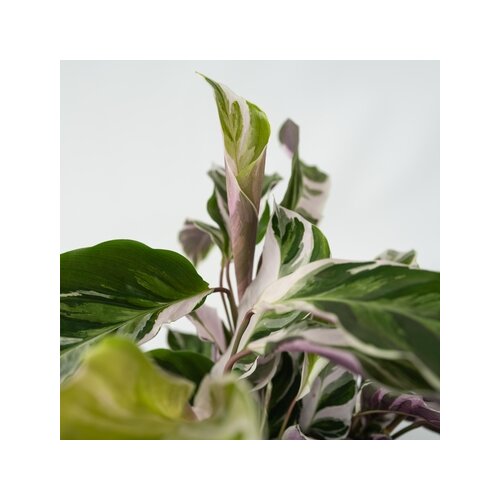 Zimmerpflanze Korbmarante Calathea Fusion Weiß, Neutralware