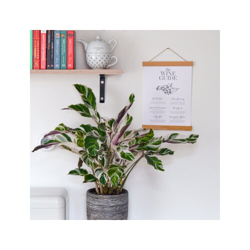Zimmerpflanze Korbmarante Calathea Fusion Weiß, Neutralware