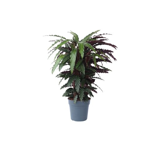 Zimmerpflanze Korbmarante Calathea Wavestar
