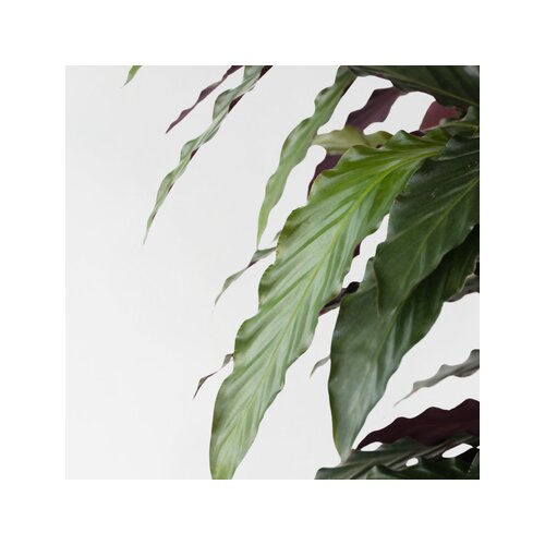 Zimmerpflanze Korbmarante Calathea Wavestar, Neutralware