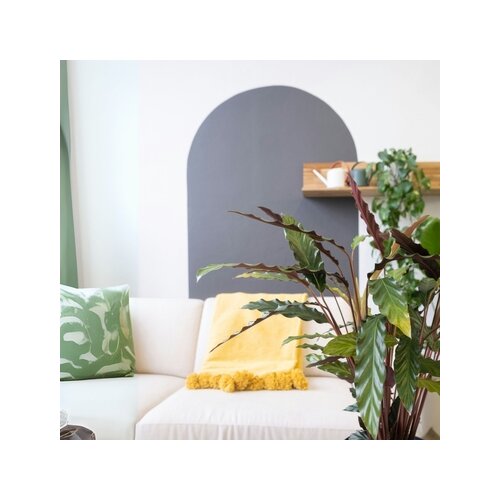 Zimmerpflanze Korbmarante Calathea Wavestar, Neutralware