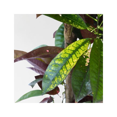 Zimmerpflanze XXL Codiaeum Iceton, Neutralware