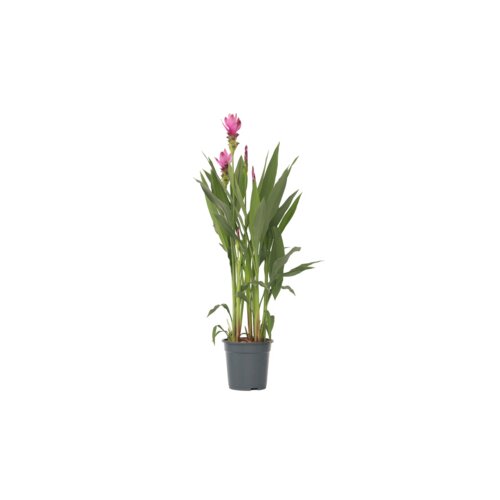 Zimmerpflanze XL Curcuma Al Siam Splash