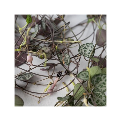 Zimmerpflanze String of Hearts Ceropegia Woodii, Neutralware