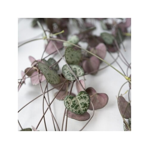 Zimmerpflanze String of Hearts Ceropegia Woodii, Neutralware