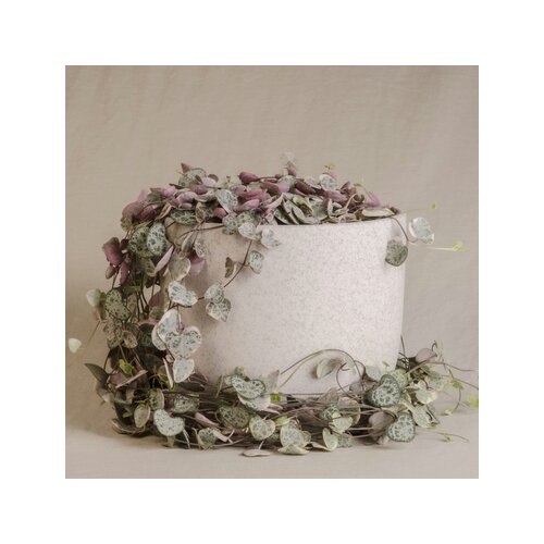 Zimmerpflanze String of Hearts Ceropegia Woodii, Neutralware