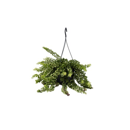 Zimmerpflanze Aeschynanthus Twister