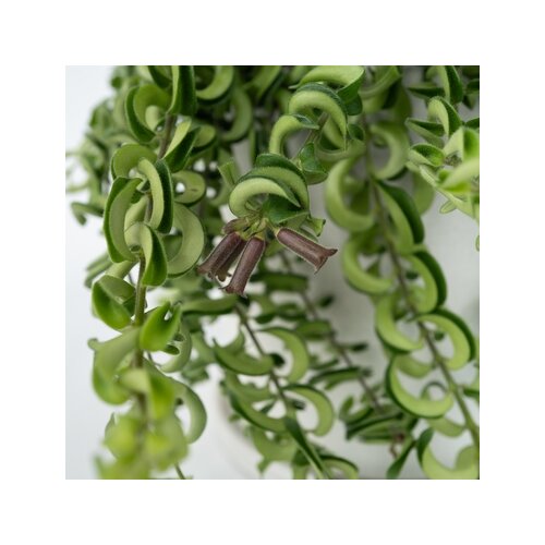 Zimmerpflanze Aeschynanthus Twister, Neutralware