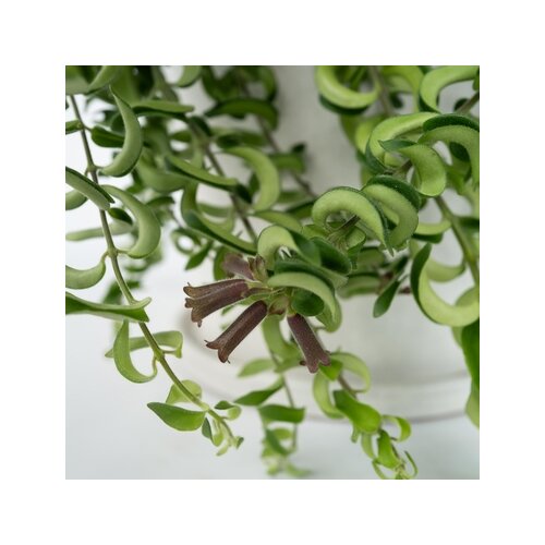 Zimmerpflanze Aeschynanthus Twister, Neutralware