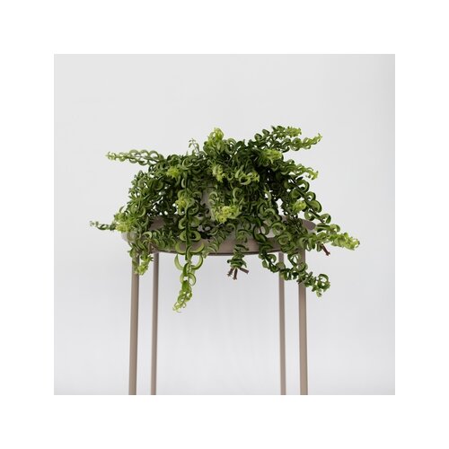 Zimmerpflanze Aeschynanthus Twister, Neutralware