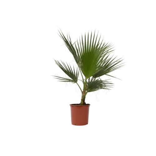 Zimmerpflanze XL Mexikanische Fächerpalme Washingtonia Robusta