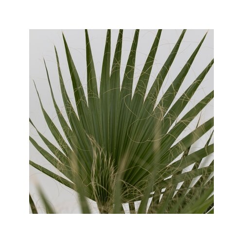 Zimmerpflanze XL Mexikanische Fächerpalme Washingtonia Robusta, Neutralware