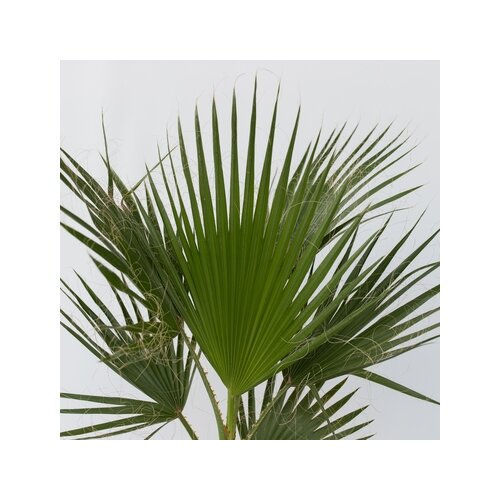 Zimmerpflanze XL Mexikanische Fächerpalme Washingtonia Robusta, Neutralware