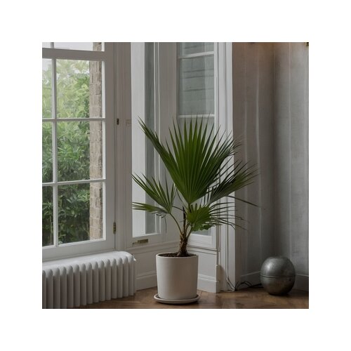 Zimmerpflanze XL Mexikanische Fächerpalme Washingtonia Robusta, Neutralware