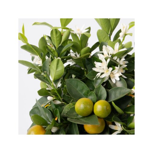 Zimmerpflanze Mini Orangenbaum Citrus Calamondin am Stamm, Neutralware