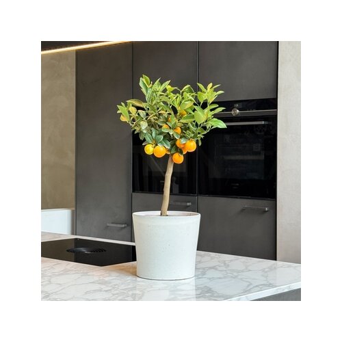 Zimmerpflanze Mini Orangenbaum Citrus Calamondin am Stamm, Neutralware
