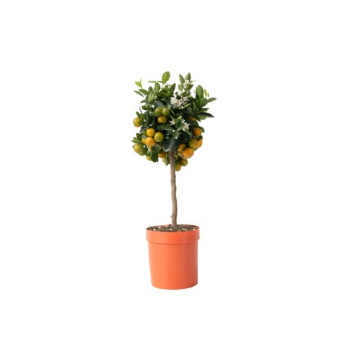 Zimmerpflanze Mini Orangenbaum Citrus Calamondin am Stamm