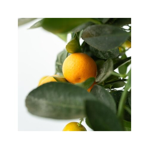 Zimmerpflanze Mini Orangenbaum Citrus Calamondin am Stamm, Neutralware