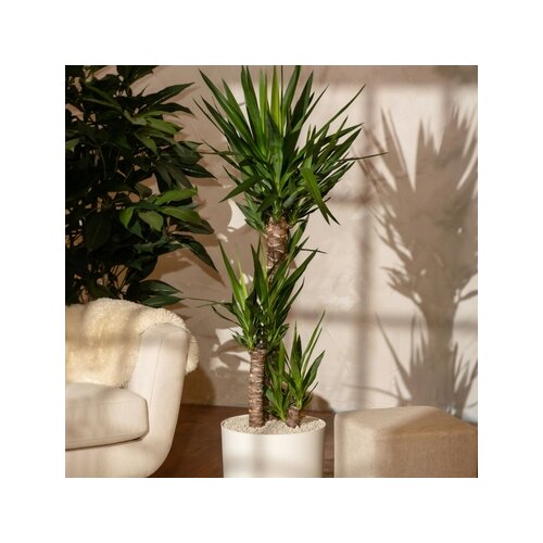 Zimmerpflanze Palmlilie XL Yucca Elephantipes, Neutralware