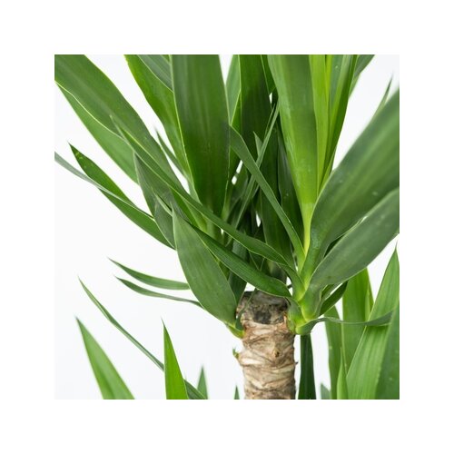 Zimmerpflanze Palmlilie XL Yucca Elephantipes, Neutralware