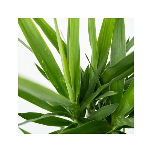 Zimmerpflanze Palmlilie XL Yucca Elephantipes, Neutralware