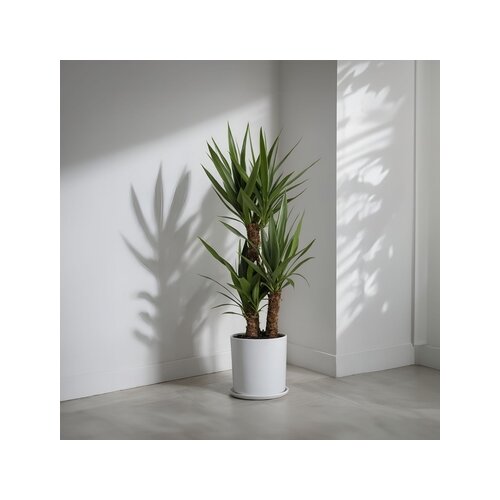 Zimmerpflanze Palmlilie Yucca Elephantipes, Neutralware