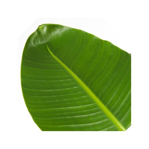 Zimmerpflanze XXL Strelitzia Nicolai Paradiesvogel, Neutralware