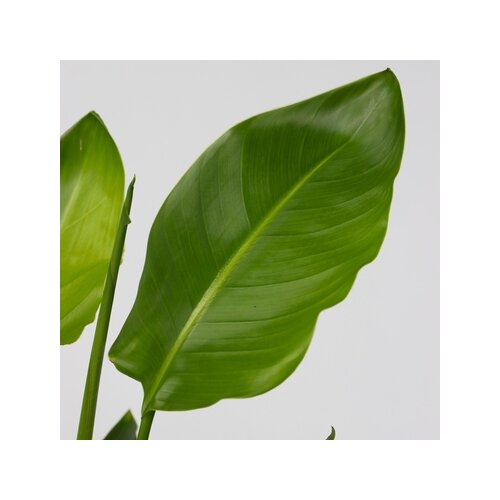 Zimmerpflanze Strelitzia Birds of Paradise, Neutralware