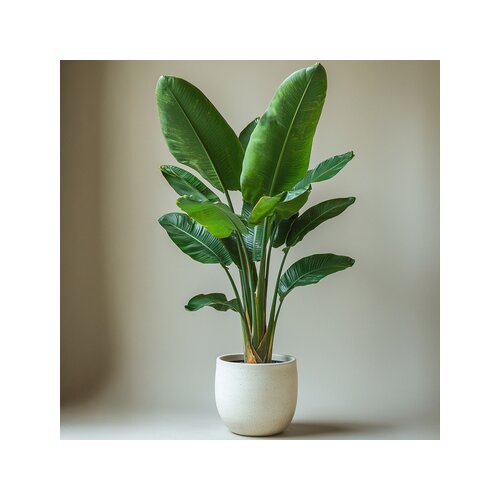 Zimmerpflanze Strelitzia Birds of Paradise, Neutralware