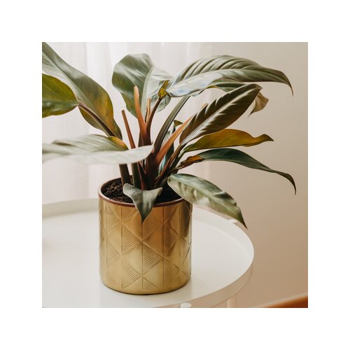 Zimmerpflanze Philodendron Imperial Red, Neutralware