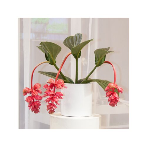 Zimmerpflanze Medinilla Magnifica Pinatubo, Neutralware