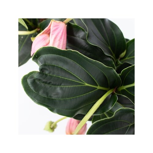 Zimmerpflanze Medinilla Magnifica Pinatubo, Neutralware