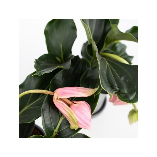 Zimmerpflanze Medinilla Magnifica Pinatubo, Neutralware