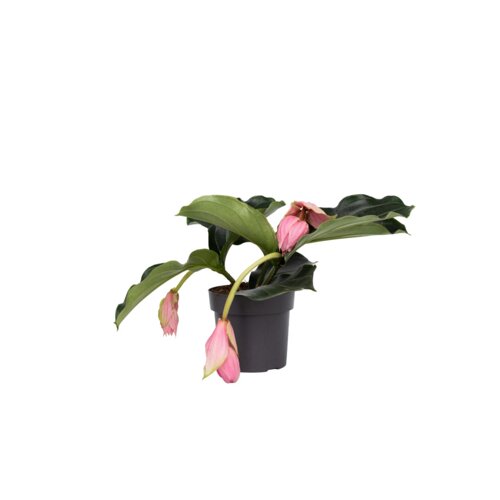 Zimmerpflanze Medinilla Magnifica Pinatubo