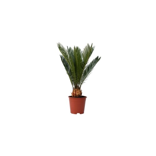 Zimmerpflanze Cycas Revoluta König Sago Palme