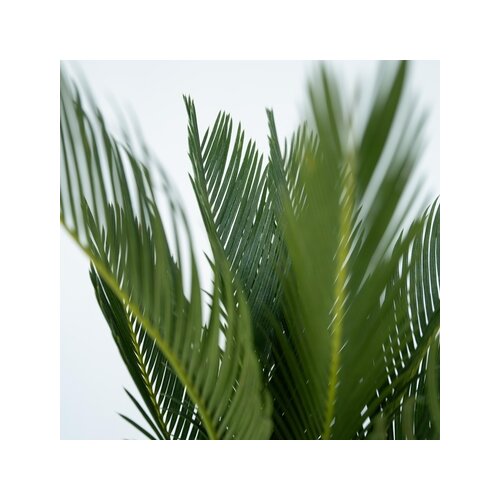 Zimmerpflanze Cycas Revoluta König Sago Palme, Neutralware