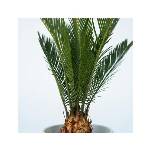 Zimmerpflanze Cycas Revoluta König Sago Palme, Neutralware