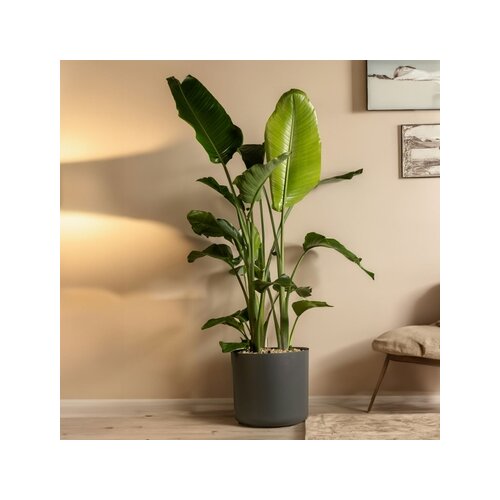 Zimmerpflanze XXL Strelitzia Nicolai Paradiesvogel, Neutralware