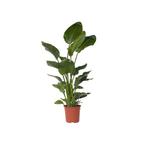 Zimmerpflanze XXL Strelitzia Nicolai Paradiesvogel