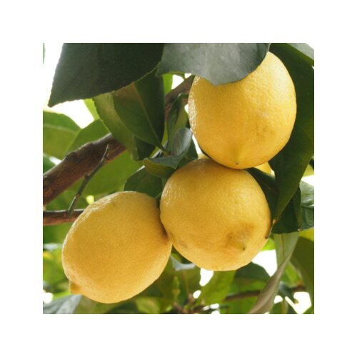 Zimmerpflanze Zitronenbaum Citrus Limon auf Stiel, Neutralware