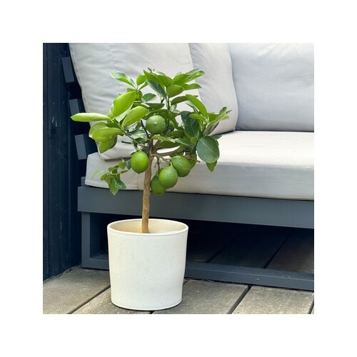 Zimmerpflanze Zitronenbaum Citrus Limon auf Stiel, Neutralware