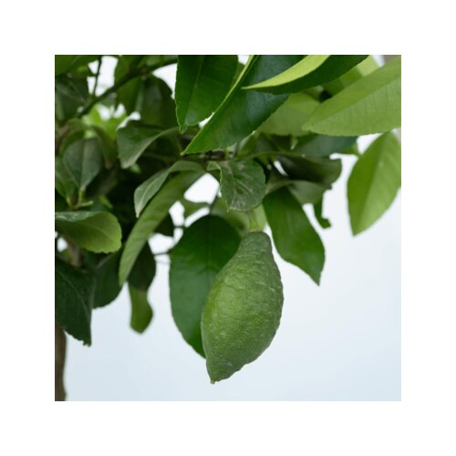 Zimmerpflanze Zitronenbaum Citrus Limon auf Stiel, Neutralware