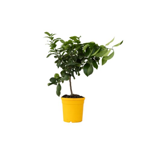 Zimmerpflanze Zitronenbaum Citrus Limon auf Stiel