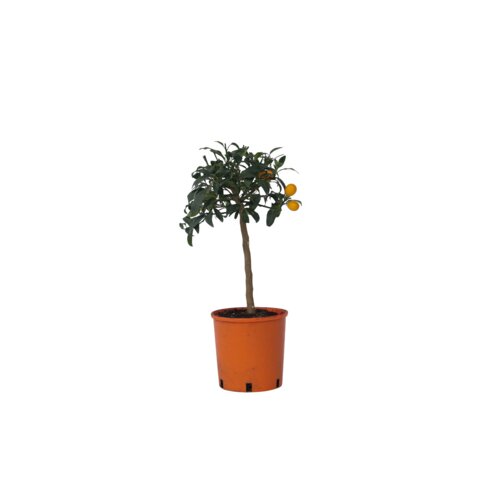 Zimmerpflanze Zitrus-Kumquat-Baum am Stamm