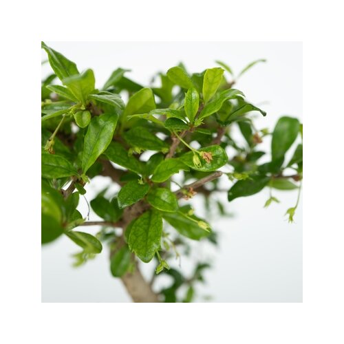 Zimmerpflanze Bonsai Wasserfall-Set Stones, Neutralware