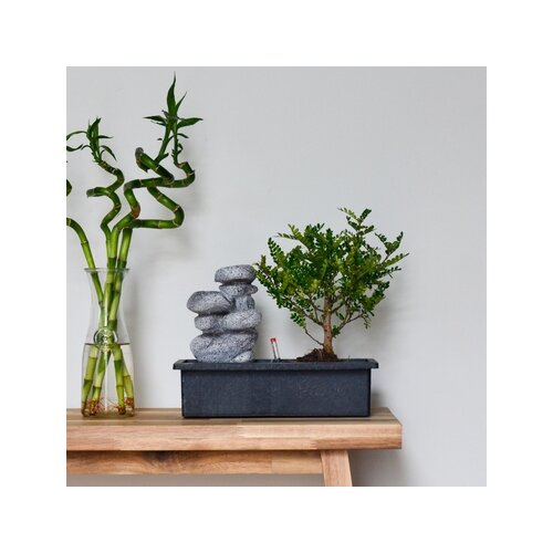 Zimmerpflanze Bonsai Wasserfall-Set Stones, Neutralware