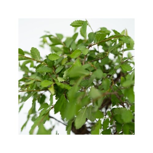 Zimmerpflanze Bonsai Wasserfall Set Buddha, Neutralware