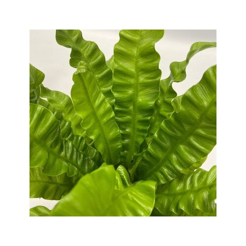 Zimmerpflanze Ctentathe Burle Marxii, Clusia Rosea Princess, Asplenium Crispy Wave, Areca Lutescens, Spathiphyllum 5 St./Pack., Neutralware