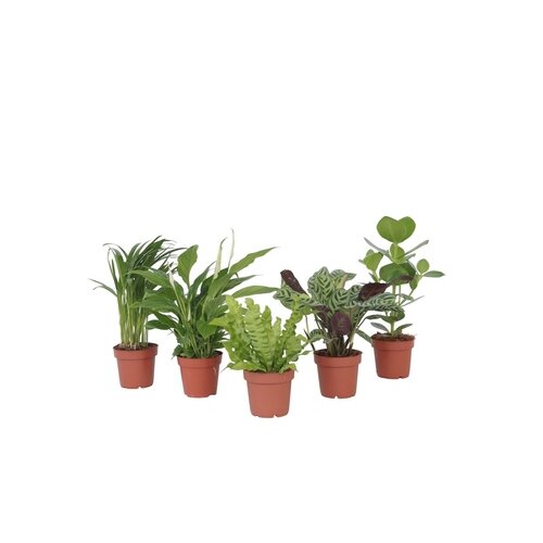 Zimmerpflanze Ctentathe Burle Marxii, Clusia Rosea Princess, Asplenium Crispy Wave, Areca Lutescens, Spathiphyllum 5 St./Pack.